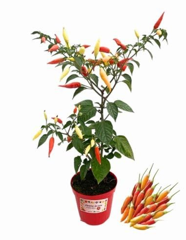 P. Piantine da Orto | Peperoncino Aji Omnicolor, Pianta in Vaso Diametro 14 cm, Pianta Pronta per il Trapianto, Pianta Vera, Frutta da Mangiare, Vivaio Italiano