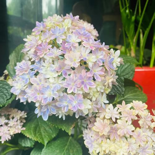 semi di ortensia, tappezzante resistente giardino decorazioni 20pcs