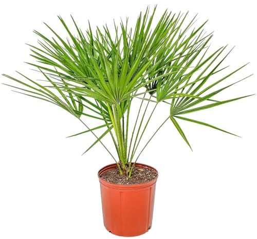 European Fan Palm - Tropical Plants of Florida - Live Palm Tree Plant - Overall Height 30 to 36 (Plant Only)