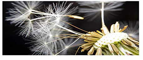 Tulup Leinwandbild - Wandkunst - Drucke auf Leinwand - Leinwanddruck -125x50 cm - Blumen & Pflanzen - Schwarz - Pusteblume