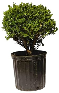 Buxus Sempervirens Arbusto Natural para Exterior Ideal para Crear Setos
