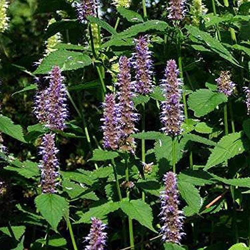 6 x Agastache 'Blue Fortune' - Godet 9x9 cm - Fleurs bleues, parfum anisé, mellifère