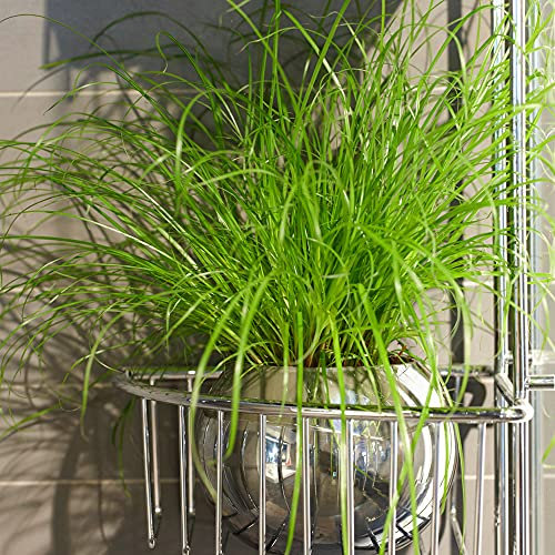 Cyperus alternifolius Zumula | Cat Friendly Indoor Plant | 20-30cm (Incl Pot)