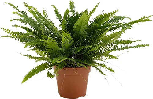 Planta de Helecho Que Absorbe las Partículas Nocivas del Entono Planta Natural