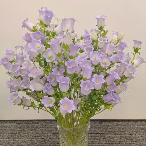 semi di campanula, biologici balcone, perenni resistenti da giardino esterno 750pcs