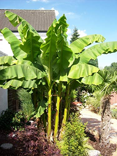 Bananenbaumdünger, Bananendünger 10 Kg Mediterrano Original