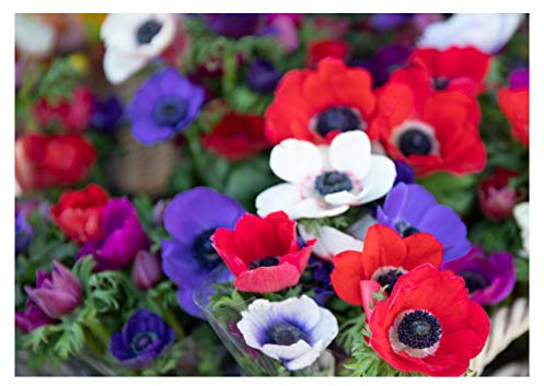 20x Anemone De Caen Mixed Colours Spring/Summer Flowering Corms Autumn Planting Garden Perennial Flower Bulbs Size 4/5