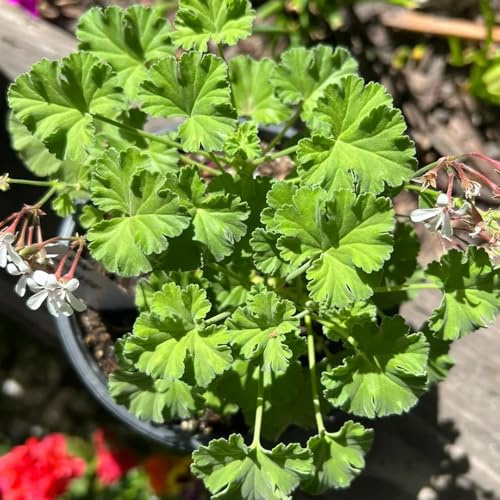 semi di geranio limone - gerani profumati - autunnali resistenti, Pelargonium graveolens, culinarie, rare di medicinali, 10pcs