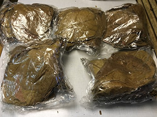 garnelenshop24de Seemandelbaumblätter 1 Kilogramm ~25cm Terminalia Catappa Leaves Indian Almond