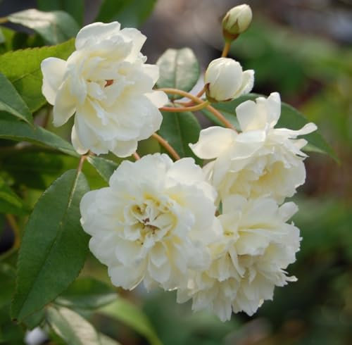 Rosa rampicante Bianca Banksiae Alba Plena pianta di rose rifiorente in vaso ø9 cm Vivaio di Castelletto