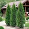 GreenboutiQ - Heckenpflanzen - Thuja occidentalis Smaragd - Blatt grün - 6 Pflanzen - 1 laufender Meter - immergrün - Topf 17cm Höhe 60cm