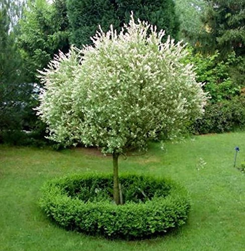 Hochstamm Zierweide Hakuro Nishiki 100-125cm - Salix integra - lebende Gartenpflanze aus den Baumschulen