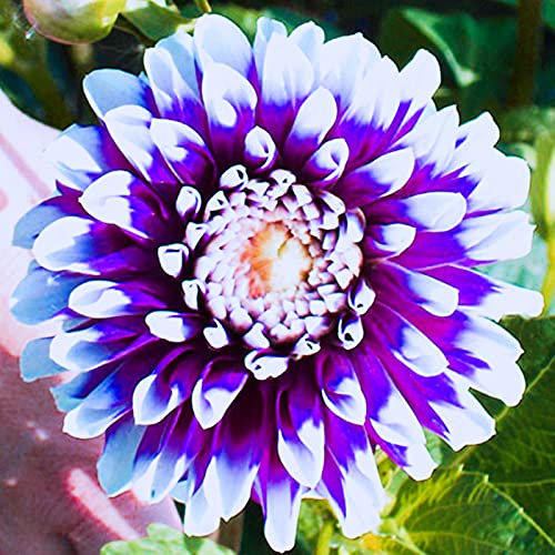 Dahlia Bulbs for Planting Now UK Mix Golden Jade Carving Feels Perfect UK Now Simple Planting Perennial Strong Plants That Grow Well