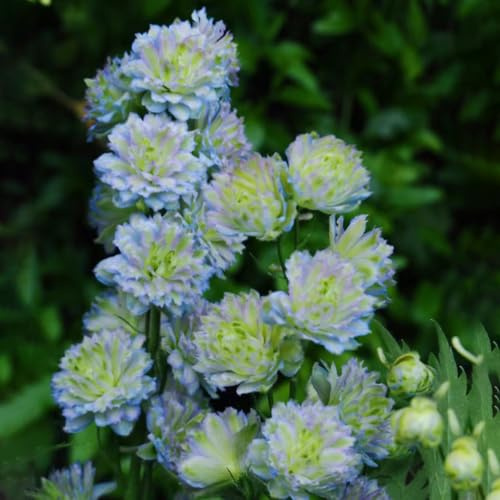 rittersporn dachbegrünung sommerblumen blumengarten blumenstauden winterhart exotische zimmerpflanzen dekopflanze blumenbeet balkon biosaatgut frühlingsblumen bonsai topf 250samen