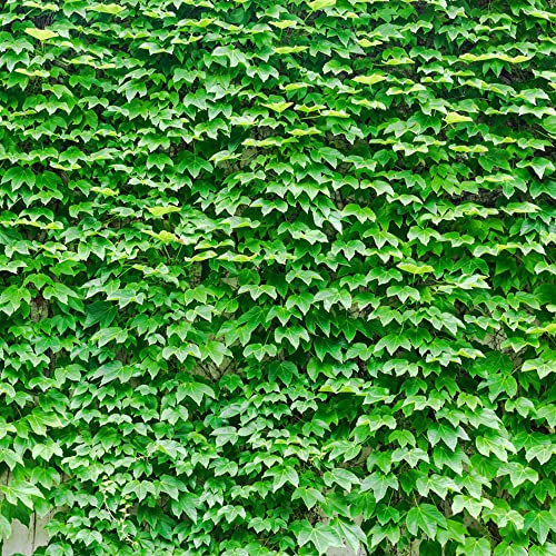 semi di vite selvatica - da giardino balcone aiuola vecchie varietà decorazione 550pcs