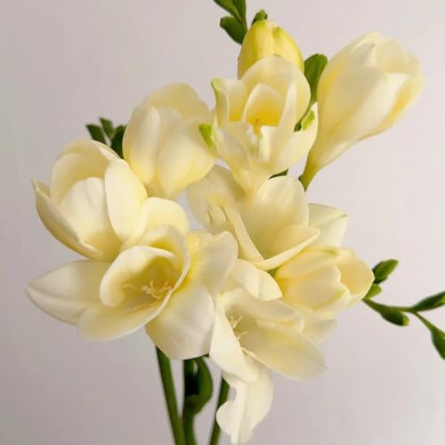 6 pz bulbi di fresia resistenti, giardino di fiori di piante rare Acquista tuberi di bulbi di fresia - Freesia hybrida - piante, piante in vaso per esterni vasi per piante