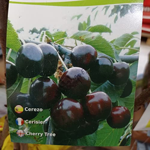LA IBERICA Albero frutto Ciliegio Nero