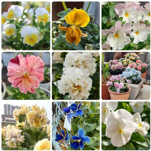 Semi di viola cornuta resistenti, Viola cornuta, esotici, balcone Le sono perenni resistenti 350pcs