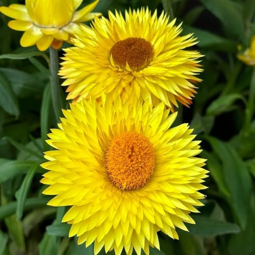 Semi di paglia perenni, Xerochrysum bracteatum, decorazioni Le da giardino sono resistenti perenni 300pcs