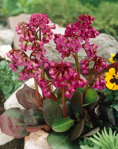 Bergenia cordifolia 'Rote Schwester' 11x11 cm Topf – Winterhart, Immergrün, Pflegeleicht – Riesensteinbrech – Bodendecker für Beet & Gartenrand