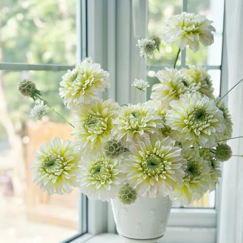 tuberi di dalia resistenti - esotiche appartamento rare perenni 6pcs