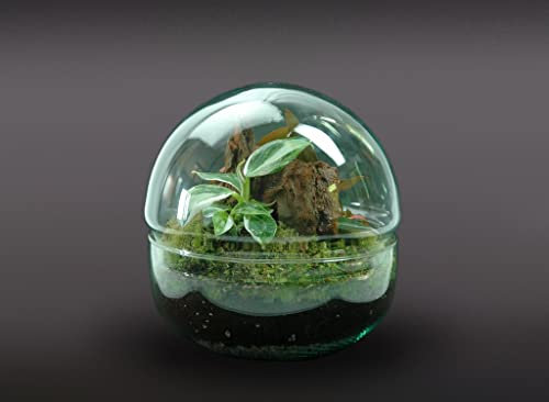 Garden Center Shop | NANOGARDEN Terrario Ball Princess 20x20 cm | Microhabitat de Cristal con Plantas Naturales Raras | Ecosistema Vivo Hecho a Mano