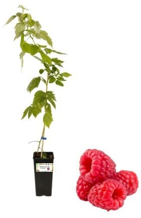 P. Piantine da Orto | Lampone Rosso di Stagione, Vaso da 2L, Pianta Pronta per Il Trapianto, Pianta Vera da Orto, da Balcone e da Esterno, Vivaio Italiano