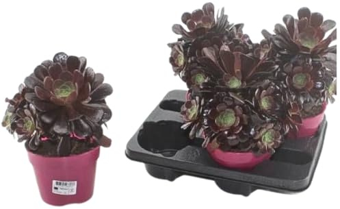 IFLO® Aeonium arboreum 'Velours' Sukkulente Zimmerpflanze dunkelrote Rosetten pflegeleicht für Indoor, Balkon & Terrasse im Topf Ø 15 cm ca. 25–30 cm hoch