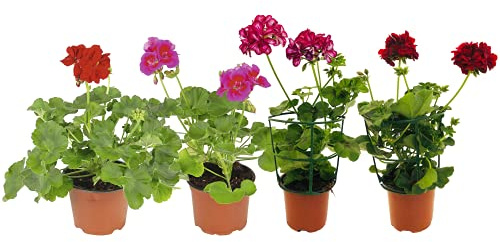 Set de Cuatro Plantas para Terraza: 2 Geranios y 2 Gitanillas Plantas Naturales con Flor