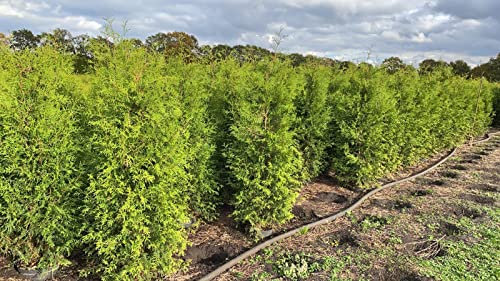 Thuja occidentalis 'Brabant' 200–225 cm – Winterhart, Immergrün, Pflegeleicht – Lebensbaum – Heckenpflanze für Garten & Sichtschutz