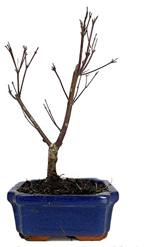 BONSAI NATURAL PARA EXTERIOR ACER PALMATUM ATROPPURPUREUM 7 AÑOS HOJA CADUCA