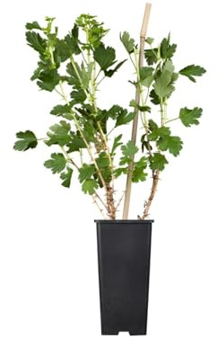 Stachelbeere Ribes uva-crispa Hinnonmäki Gelb 30-40 cm winterhart | Süße gelbe Früchte, robust, ideal für Naschgarten, Kübel und Beet, pflegeleichter Anbau, ertragreiche Ernte