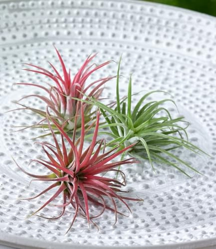 BALDUR Garten 3er Tillandsien Mix, Pflanzen | Zimmerpflanzen, Grünpflanze, mehrjährig - frostfrei halten, pflegeleicht, wächst auf anderen Pflanzen, braucht keine Erde