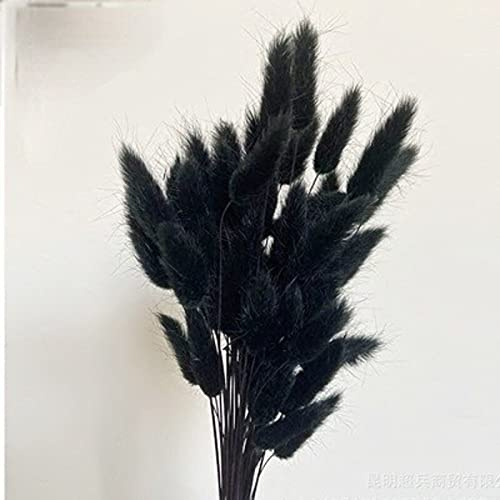 YIWOYI 50 Stiele Kaninchen Schwanz Gras Natürliche Getrocknete Blumen Natürliche Getrocknete Blumen Bouquet Home Dekoration Display Party Dekorative Pflanzen (schwarz)