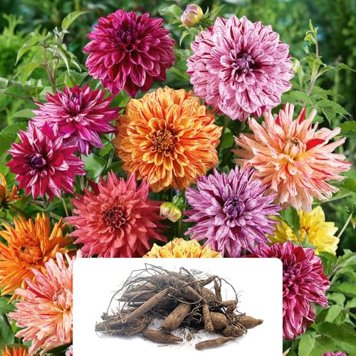 5 Rembrandt Dahlia Mixed Bulbs – Soft Pastel Bi-Coloured Blooms – Perennial Summer Flowers – Perfect for UK Gardens & Climate Conditions