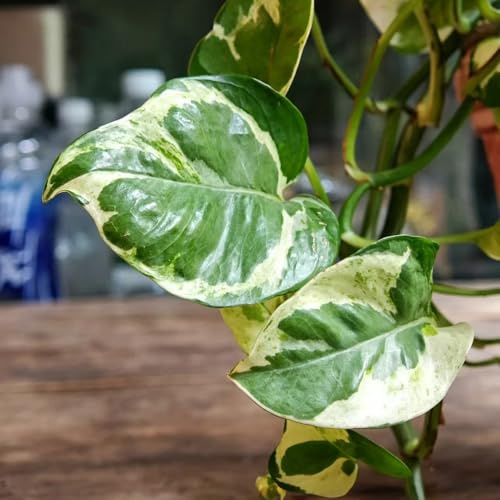 semi Epipremnum aureum - Pothos rampicanti resistenti balcone resistenti balcone giardino di ufficio decorazioni giardino esterni 550pcs