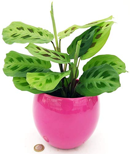 POWERS TO FLOWERS - CALATHEA, MARANTA LEUCONEURA KERCHOVEANA IN VASO CERAMICA SFERICO LILLA, pianta vera