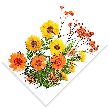 Guangcailun Getrocknete Blumen, handgefertigt, gemischt, künstliche Blumen, natürliche Trockenpflanze für Mädchen, Make up, Sammelalbum, Handwerk, DIY Zubehör, Geben Sie 7 EIN