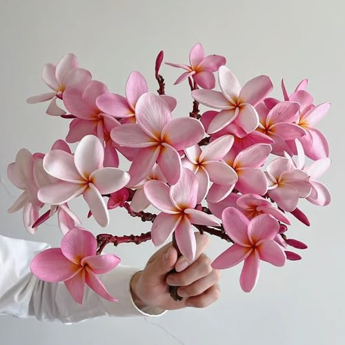 40 Pcs Frangipani Pflanze Samen - Saatgut Blumenbeet, Exotische Pflanzen Winterhart Plumeria Frangipani Samen, Wildblumensamen, Hochbeet Samen Kräuterpflanzen, Blumen Für Balkon Wiesensaatgut,