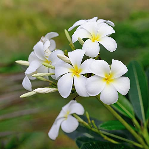 frangipani plumeria, hochbeete für garten balkongewächshäuser steingarten winterharte stauden für pralle sonne gartendeko für draußen gartenblumen mehrjährig gartenpflanzen bio 420samen