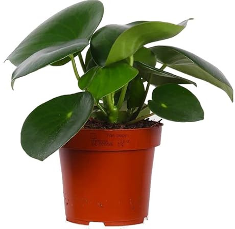 Peperomia Raindrop Planta de Interior Conocida por sus Elegantes Hojas