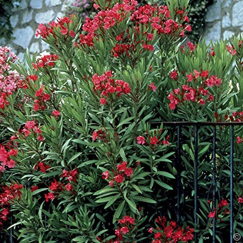 5 Semi di Nerium Oleander Rouge Oleandro
