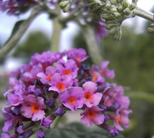 Buddleja davidii Flower Power - Schmetterlingsstrauch -