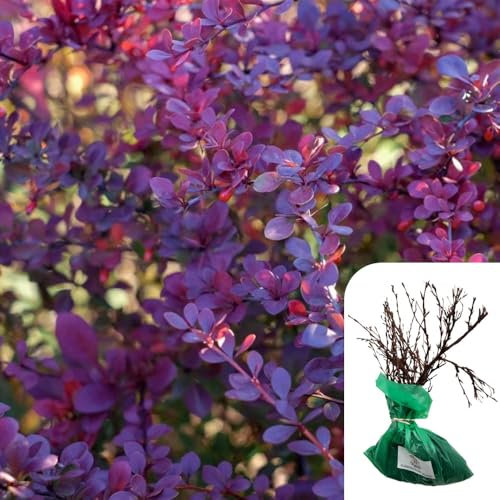 1 x Rosa Berberis (Purple Barberry Shrub Rose) - Hardy, RHS Award Winner, Purple Foliage, Yellow Flowers, Wildlife Friendly, Ideal for Hedges & Borders When Only The Best Will Do - Top Grade “A” Roses