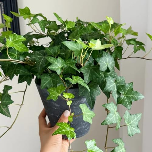 Semillas de hiedra, las trepadoras son resistentes de interior colgante 400pcs