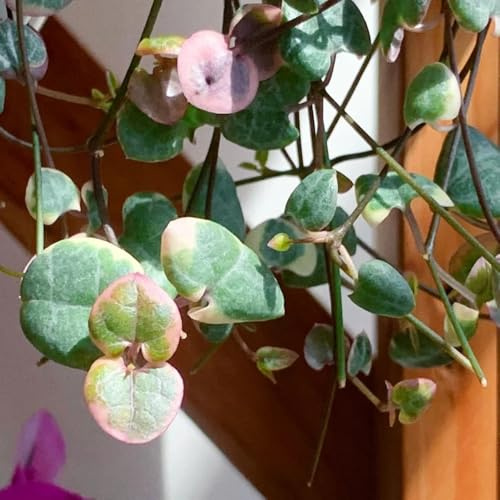 semillas de candelabro - Ceropegia woodii, jardín ornamentales 55pcs