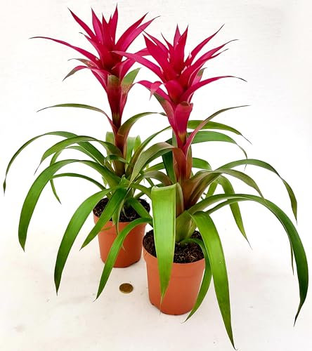 POWERS TO FLOWERS - GUZMANIA VIOLA 2 PIANTE, VASO 13CM DIAMETRO, pianta vera