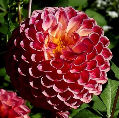 Dahlienknolle : Dahlia - Dahlie Deko - Dahlie  Hapet Daydream  1 Knolle/Rhizom