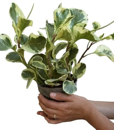 Peperomia Variegata Natural Planta de Poco Riego - Ideal para Interiores