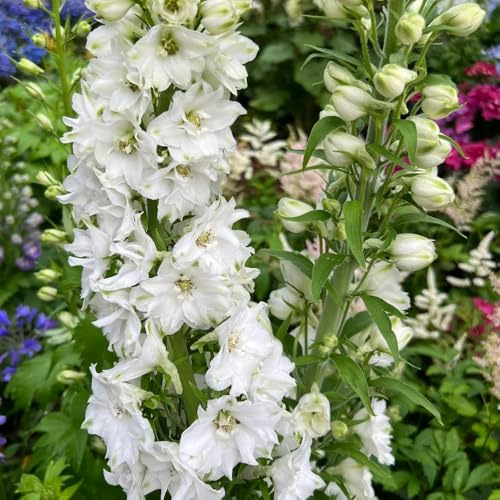 rittersporn blumensamen balkon, winterharte kübelpflanzen delphinium steingartenpflanzen winterhart wohnzimmer deko 200samen
